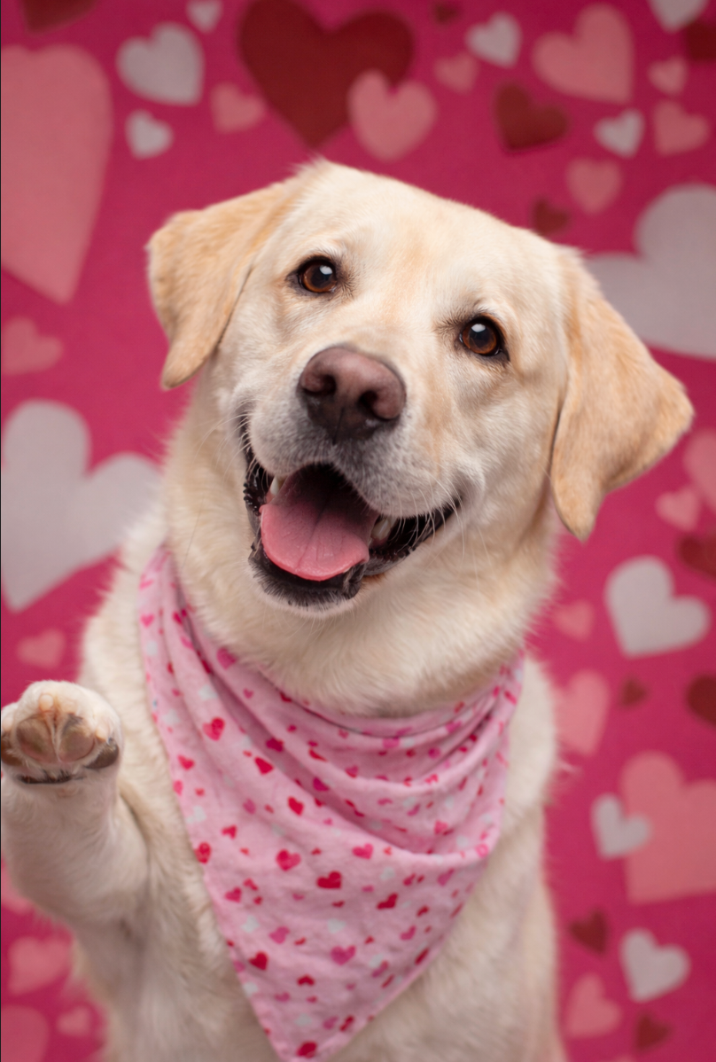 Valentine's Day Portrait Package