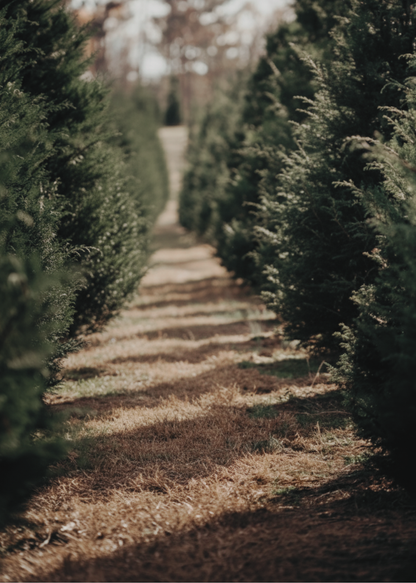 Holiday Portrait Package